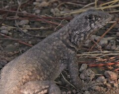 Tropidurus etheridgei