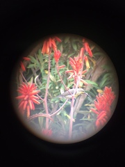 Nectarinia famosa famosa