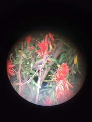 Nectarinia famosa famosa