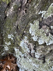 Myelochroa aurulenta