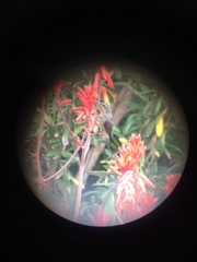 Nectarinia famosa famosa