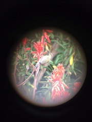 Nectarinia famosa famosa