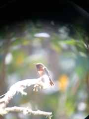 Selasphorus scintilla