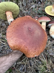 Boletus pseudopinophilus