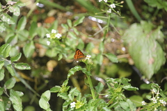 Lycaena rauparaha