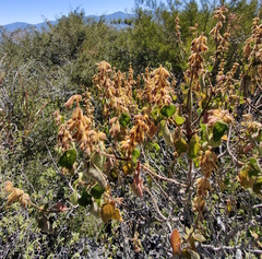 Salvia lasiantha