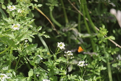 Lycaena rauparaha
