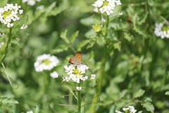 Lycaena rauparaha