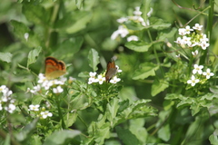 Lycaena rauparaha