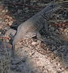 Tropidurus etheridgei