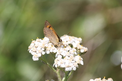 Lycaena rauparaha