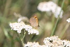 Lycaena rauparaha