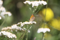 Lycaena rauparaha