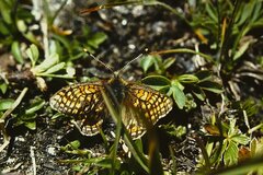 Euphydryas aurinia debilis
