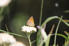 Lycaena rauparaha