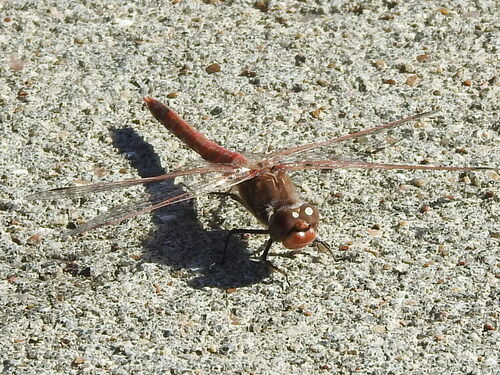 Variegated Meadowhawk