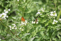 Lycaena 'canterbury common copper'