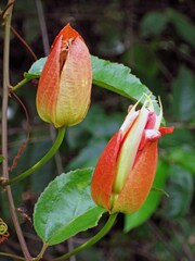 Passiflora coccinea