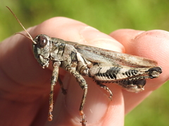 Melanoplus ponderosus