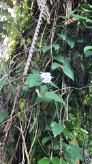 Thunbergia grandiflora