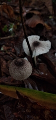 Lepiota atrodisca