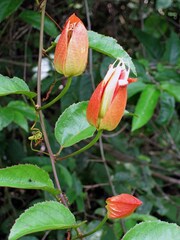 Passiflora coccinea