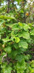 Ribes magellanicum