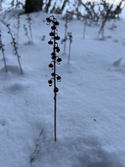 Pyrola asarifolia