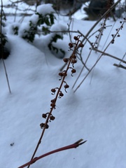 Pyrola asarifolia