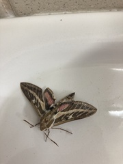 Hyles livornicoides