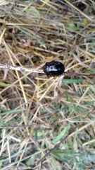 Pachycoris klugii