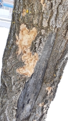 Agrilus planipennis