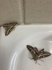 Hyles livornicoides