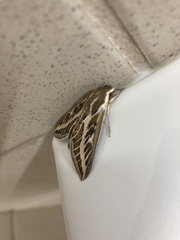 Hyles livornicoides
