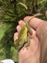 Boana rufitela