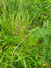Epilobium tetragonum