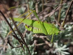 Phaneroptera