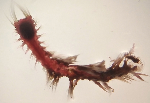 Representative image of Poecilochaetidae