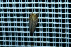 Athysanus argentarius