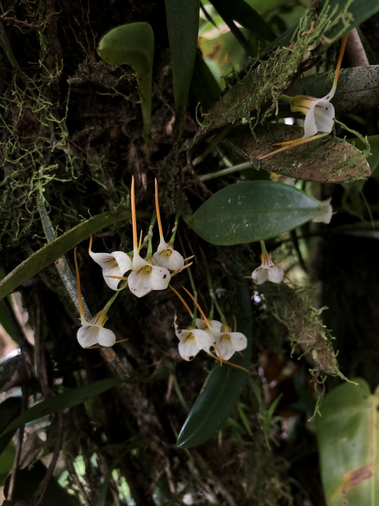 Masdevallia attenuata