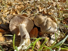 Entoloma ferruginans
