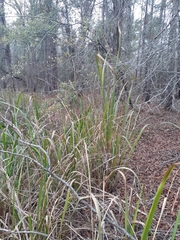 Zizaniopsis miliacea