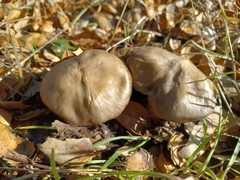 Entoloma ferruginans