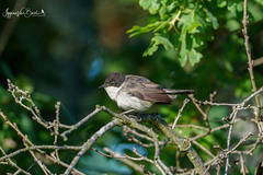Curruca crassirostris