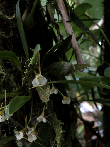 Masdevallia attenuata, photograph 1
