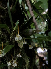 Masdevallia attenuata