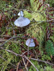 Tricholoma virgatum