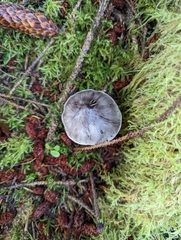Tricholoma virgatum