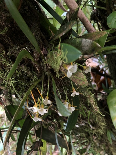Masdevallia attenuata, photograph 2