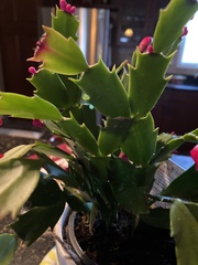 Schlumbergera